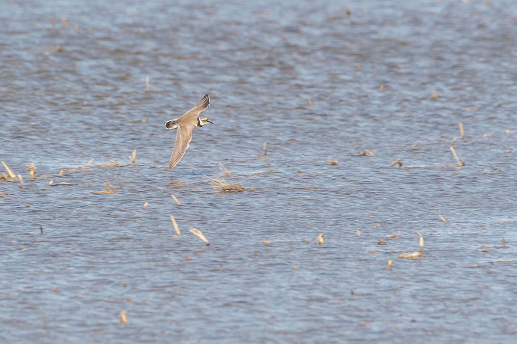 Corriere piccolo (Charadrius dubius)